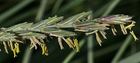 Grama (Elytrigia repens )