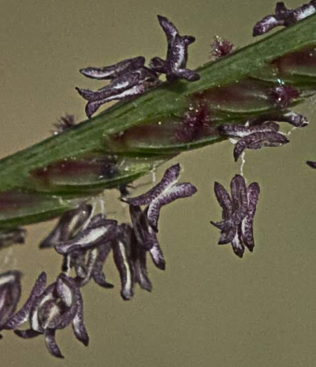 Detalle de la espiguilla de la grama común 3, Cynodon dactylon