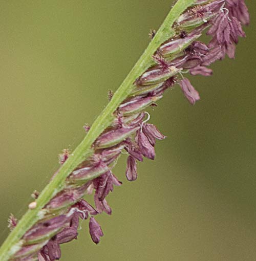 Detalle de la espiguilla de la grama común 4, Cynodon dactylon