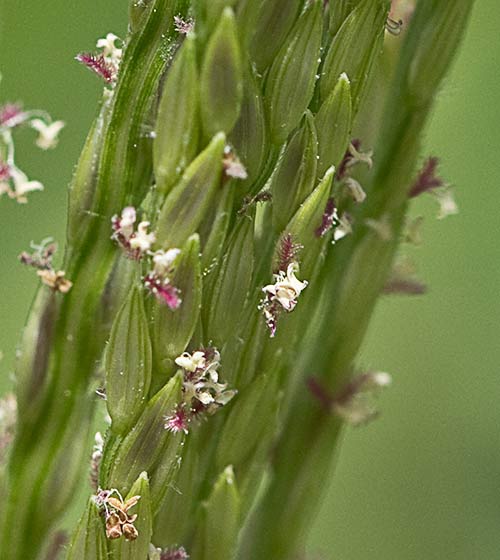 Detalle de la espiguilla de la grama común 3, Cynodon dactylon