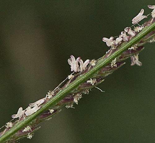 Detalle de la espiguilla de la grama común 1, Cynodon dactylon