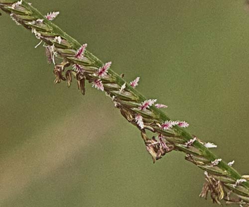 Detalle de la espiguilla de la grama común 2, Cynodon dactylon