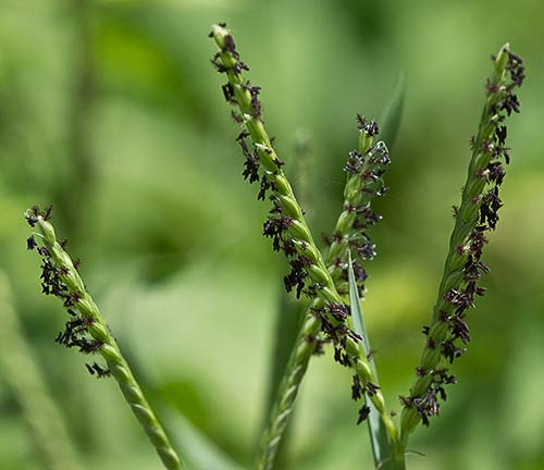 Paspalum distichum, grama de agua