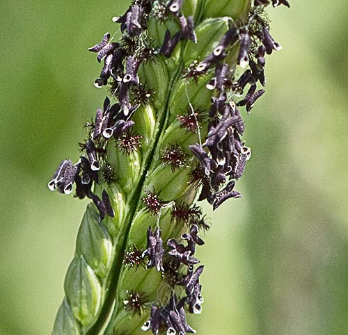 Paspalum distichum, grama de agua