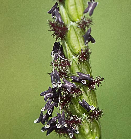 Paspalum distichum, grama de agua