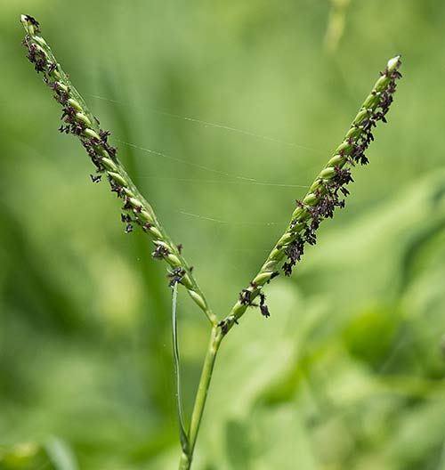 Paspalum distichum, grama de agua