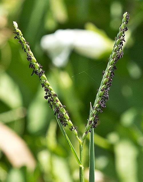 Paspalum distichum, grama de agua