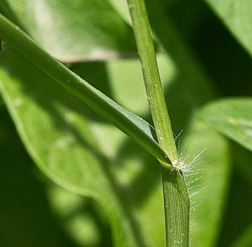 Paspalum distichum, grama de agua
