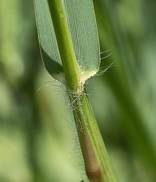 Paspalum distichum, grama de agua