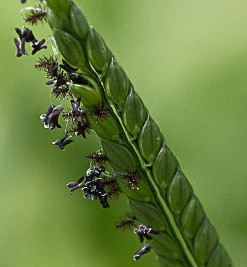 Paspalum distichum, grama de agua