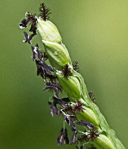 Paspalum distichum, grama de agua