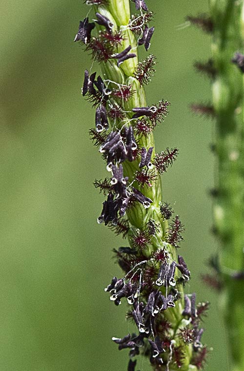 Paspalum distichum, grama de agua