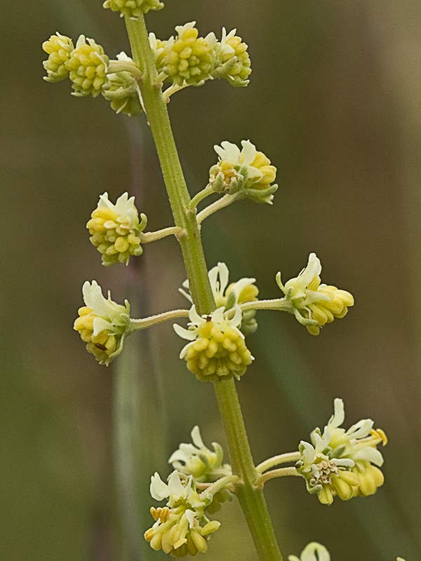 Reseda lutea, gualdón