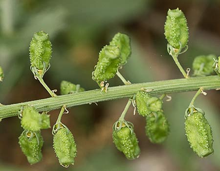 Reseda lutea, gualdón