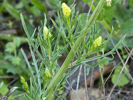 Reseda lutea, gualdón