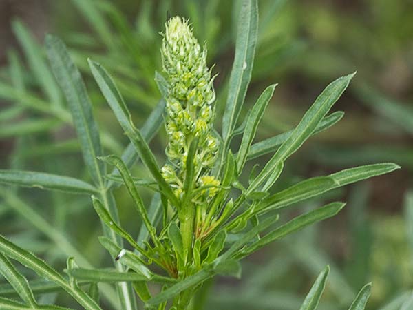Reseda lutea, gualdón
