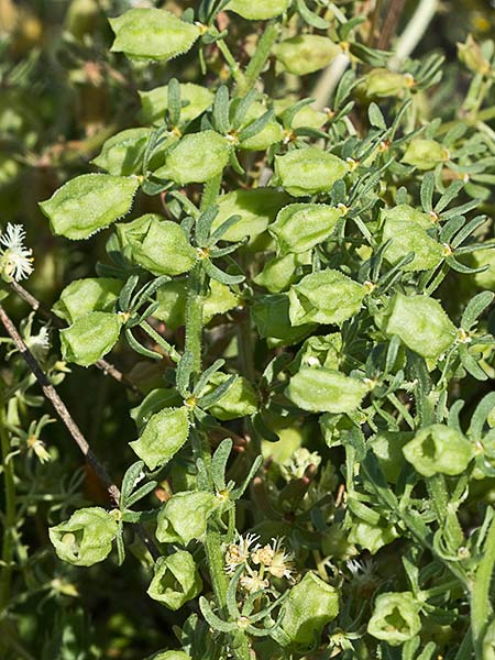 Reseda lutea, gualdón