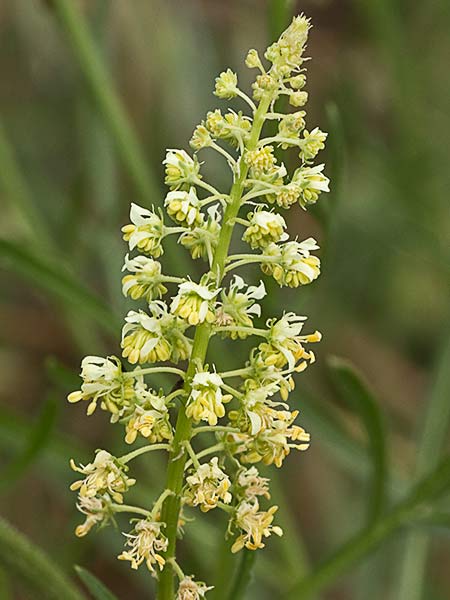Reseda lutea, gualdón