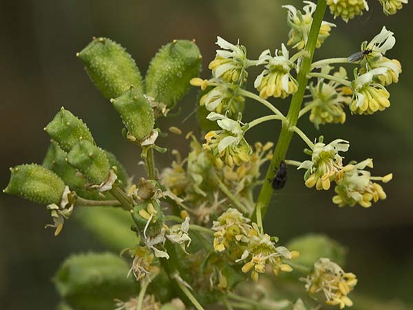 Reseda lutea, gualdón