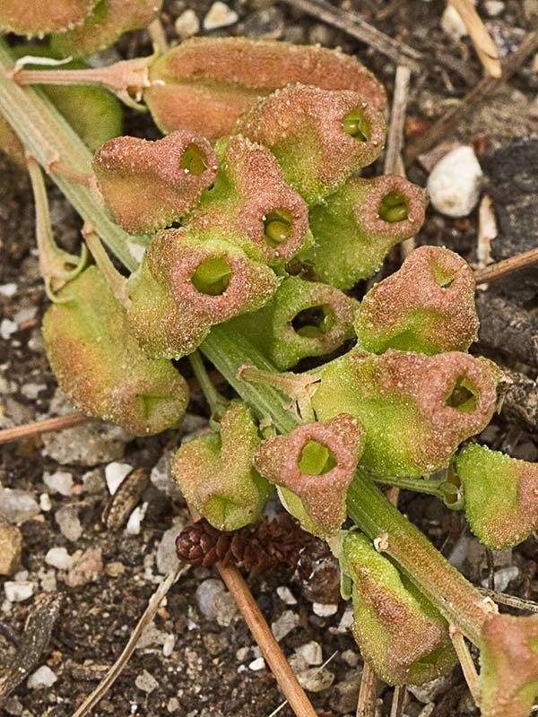 Reseda lutea, gualdón