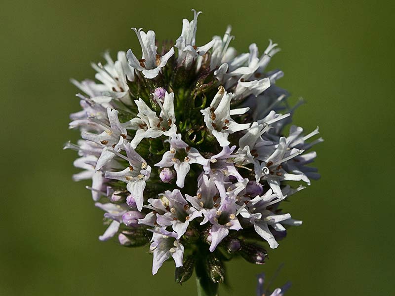 Inflorescencia de la hierbabuena acuática (mentha acuatica) 