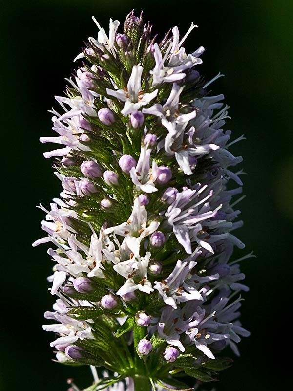 Inflorescencia de la hierbabuena acuática (mentha acuatica) 
