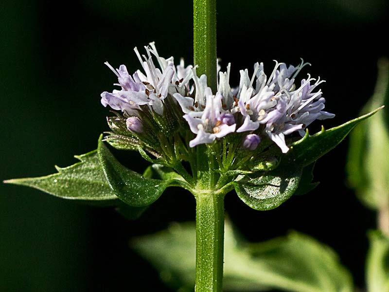 Inflorescencia de la hierbabuena acuática (mentha acuatica) 