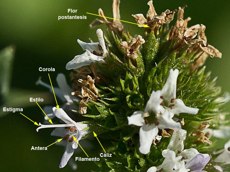 Estructura de la Inflorescencia de la hierbabuena acuática (mentha acuatica) 