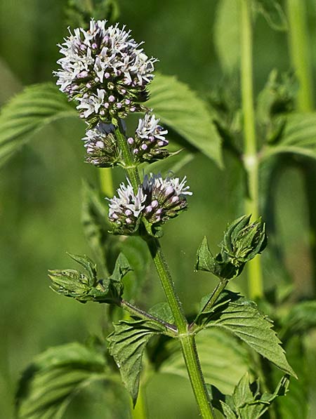 Planta de hierbabuena acuática (mentha acuatica) 