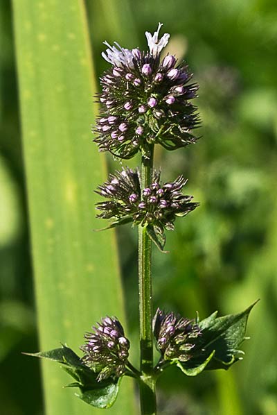 Planta de hierbabuena acuática (mentha acuatica) 