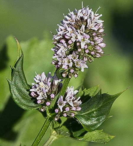 Flor de sándalo acuático