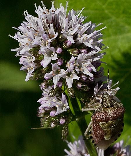 Inflorescencia de la hierbabuena acuática (mentha acuatica) 