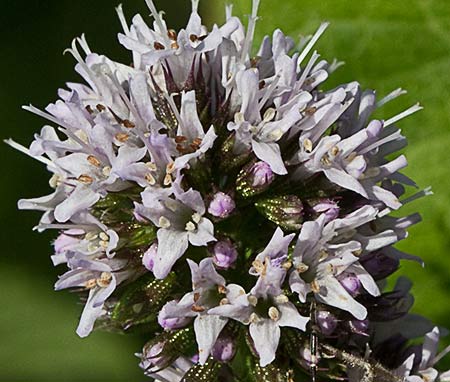 Inflorescencia de la hierbabuena acuática (mentha acuatica) 