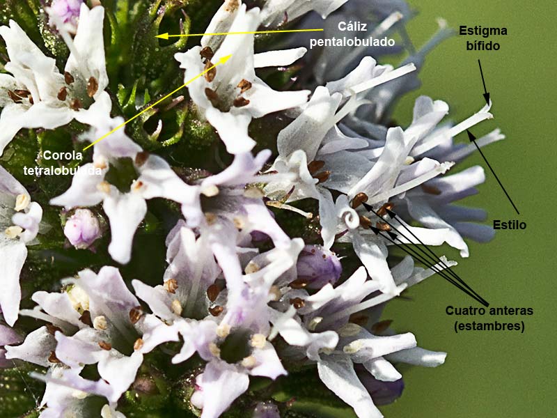 Partes de la Inflorescencia de la hierbabuena acuática (mentha acuatica) 