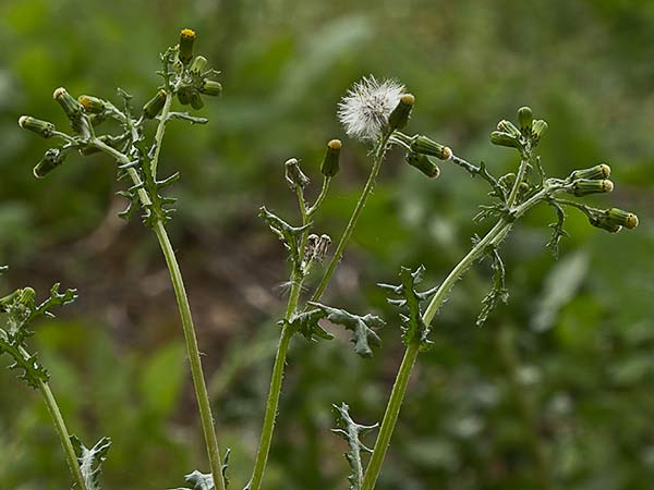 Hierba cana, senecio Vulgaris