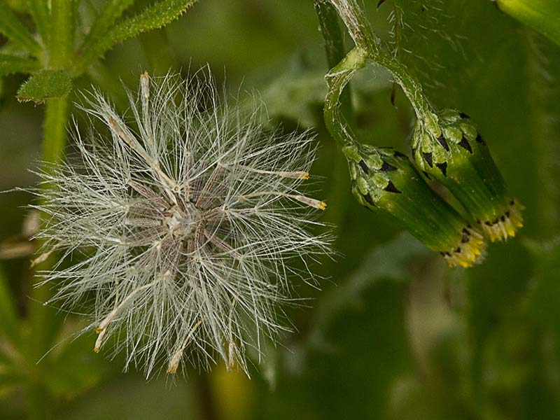Hierba cana, senecio Vulgaris
