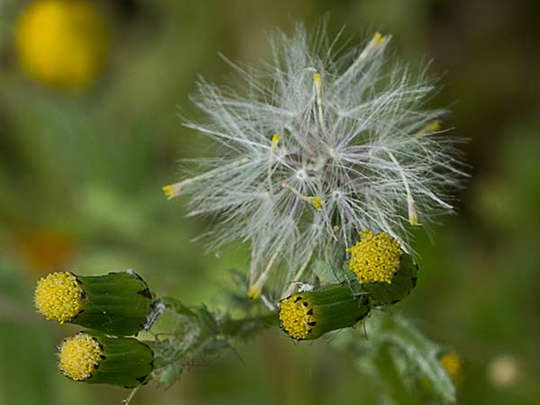 Hierba cana, senecio Vulgaris