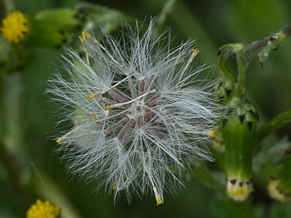 Hierba cana, senecio Vulgaris