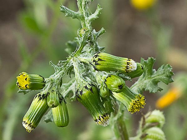 Hierba cana, senecio Vulgaris