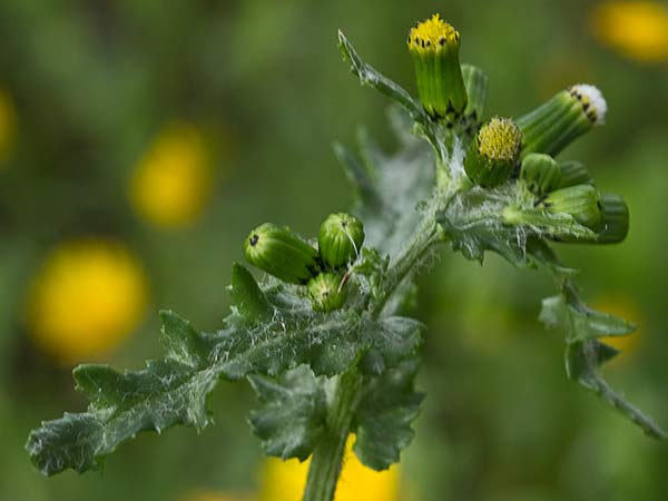 Hierba cana, senecio Vulgaris