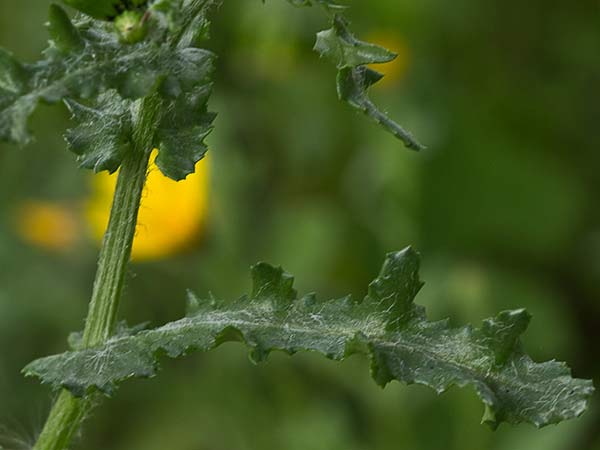 Hierba cana, senecio Vulgaris