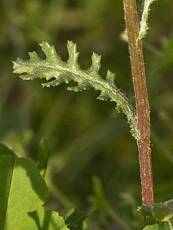 Hierba cana, senecio Vulgaris