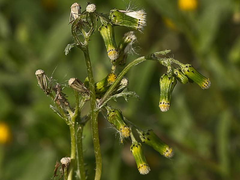 Hierba cana, senecio Vulgaris