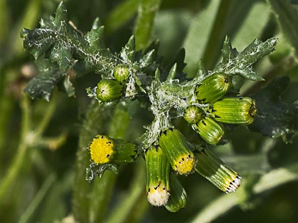 Hierba cana, senecio Vulgaris