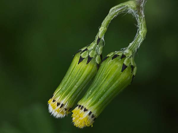 Hierba cana, senecio Vulgaris