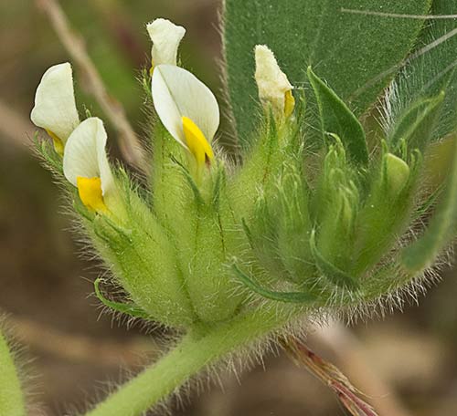Tripodion tetraphyllum, hierba capitana