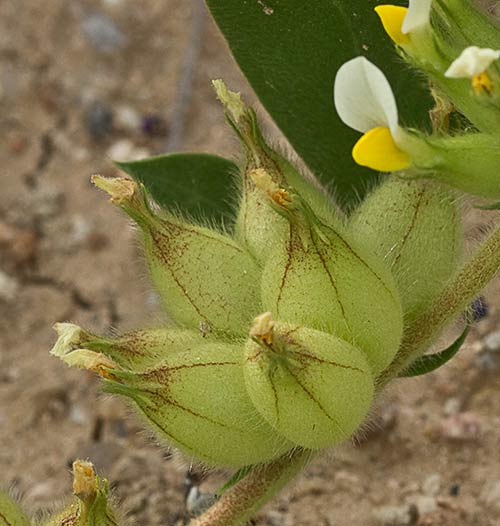 Tripodion tetraphyllum, hierba capitana