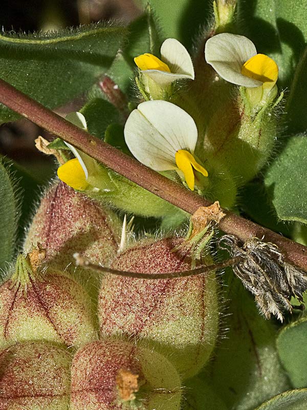Tripodion tetraphyllum, hierba capitana