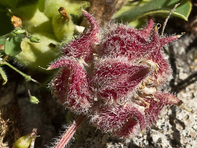 Tripodion tetraphyllum, hierba capitana