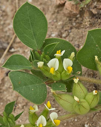 Tripodion tetraphyllum, hierba capitana